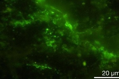 20億年前の地層から生きた微生物　南アフリカで東京大チーム採取