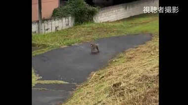 左手がないサルの目撃が千葉で相次ぐ…南の方向に移動か？野田市や警察が近づかないよう呼びかけ