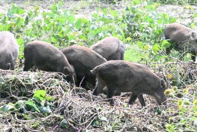 能登の被災地でイノシシ被害深刻　「多い日は7～8頭で作物あさる」