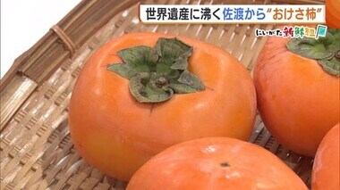 世界遺産に沸く佐渡から…秋の味覚“おけさ柿”をお届け！今年は天候に恵まれ甘くジューシーな仕上がり♪【新潟】