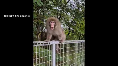 【独自】左手のないサルが西東京市と吉祥寺に出没…群れの逃走に敗れた？1匹で東京徘徊