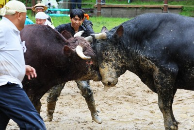 山古志の今　全村避難乗り越え　中越地震20年