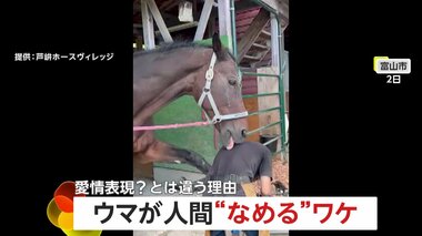 人間の背中を馬が一生懸命ペロペロ…愛情表現？おいしいから？ではなく…汗で塩分摂取の本能か　富山・芦峅ホースヴィレッジ