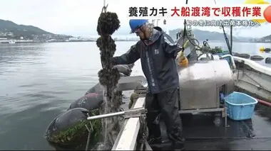 養殖カキの収穫作業始まる　岩手・大船渡湾　温暖化などの影響で育ちが悪く全国的に品薄に