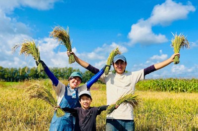 食料自給率1100％の十勝地方　畑で米育てる「陸稲」の可能性