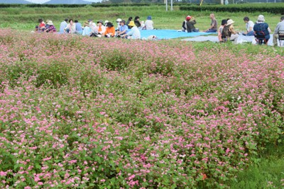 まるで赤いじゅうたん　ソバの花見ごろ　鹿児島・霧島