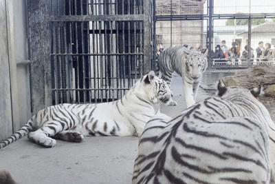 ホワイトタイガーの双子、すくすく1歳　宇都宮動物園で誕生会