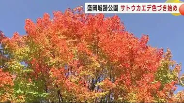 盛岡城跡公園のサトウカエデ色づき始める　盛岡で１０月に２０℃超は１７日目で観測史上最多　岩手県