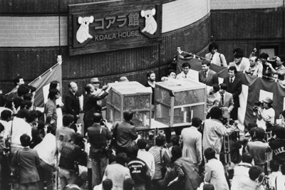 コアラ、初来日から40年 日本とオーストラリアつなぐ“外交官”