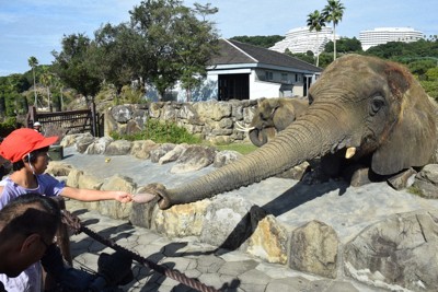 長い鼻でサツマイモつかんでパクリ　和歌山の児童、ゾウにプレゼント