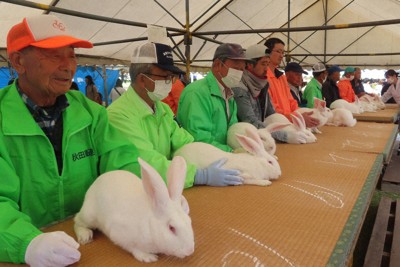 犬や鶏だけじゃない　秋田固有ジャンボウサギ、最高5万円で落札