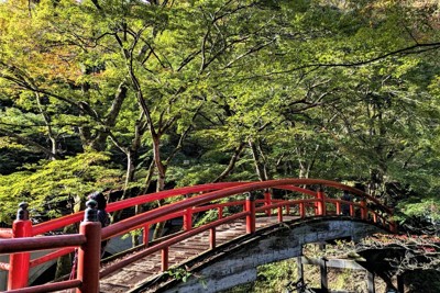 伊香保のモミジ、11月でもまだ青く　高温続く群馬、紅葉に遅れ