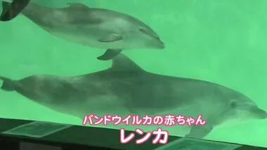 「カワイイ」 おたる水族館で生まれたバンドウイルカの赤ちゃん「レンカ」が人気　 親子で連れ添って泳ぐ愛らしい姿を見ようと連休最終日も多くの人が訪れる　北海道小樽市