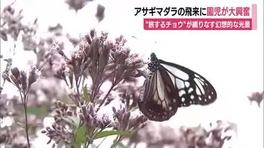 “旅するチョウ” アサギマダラが飛来　幻想的な光景に園児も大興奮　静岡・松崎町