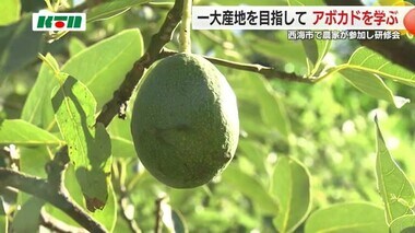 西海市をアボカドの産地へ　ミカン、ビワに続く第三の名産品を目指し農家が学ぶ【長崎県】