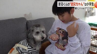 遊び出したら止まらない！元気いっぱいトイプードル「まるくん」　末っ子の小6男子と“兄弟”のように仲良し【福井】