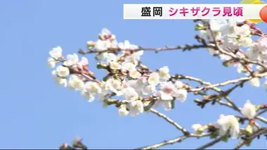 盛岡市の千手院でシキザクラ見頃に　紅葉とサクラ、“春と秋が競演”　岩手県