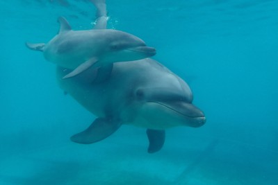 福岡市の水族館でイルカ誕生　「親子で仲良く泳ぐ姿見に来て」