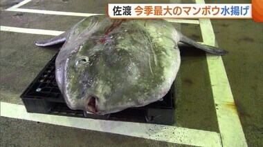 佐渡で今季最大2m超の“マンボウ”水揚げ！まもなく迎える寒ブリ漁最盛期…“縁起の良い”話題に関係者も喜び♪