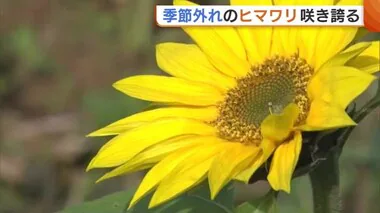 “ヒマワリ”が咲き誇る！？タンポポにアジサイも…“季節外れの花”に住民驚き