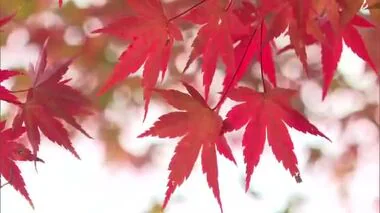 晩秋の名城で楽しむ紅葉…津山市の鶴山公園（津山城跡）で紅葉見頃　２４日まで「もみじまつり」【岡山】