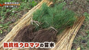 研究開始から２８年　松くい虫からマツを守るために県が新開発の抵抗性クロマツの苗木を初めて植樹「研究が実を結んだ」【新潟】