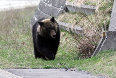 上半期のクマ出没数、全国で過去最多更新　冬眠前の遭遇に要注意