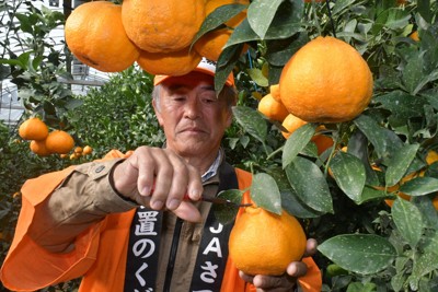 鹿児島特産「大将季」、収穫期告げるはさみ入れ式　色付き良く