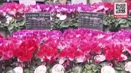 【入場無料】鮮やかなシクラメンにポインセチアなど“これからの季節を彩る”冬の鉢花の展示即売会…一般価格より1割から2割安く購入できオープンからにぎわうー北海道札幌市