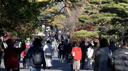 モミジや秋の桜を楽しむ人でにぎわい…皇居・乾通りの一般公開が始まる　12月8日まで開催