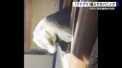 天井裏からアナグマ落下　家じゅう逃げ回り「はまっちゃった」　広島市の住宅でアナグマ騒動