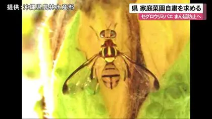 セグロウリミバエの被害が本島中部でも確認　県が家庭菜園におけるウリ科農産物の栽培自粛を求める