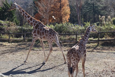 キリンにシマウマ、バイソンも　赤ちゃん続々　富士サファリパーク