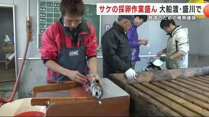 サケの採卵作業盛ん　放流のための稚魚確保へ　大船渡・盛川で　岩手県