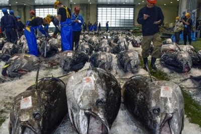 クロマグロの年間漁獲枠、大型魚1.5倍　当初案で最終合意