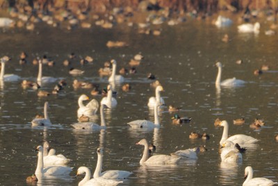 千葉・東庄のため池にハクチョウ飛来　冬の使者、今季も