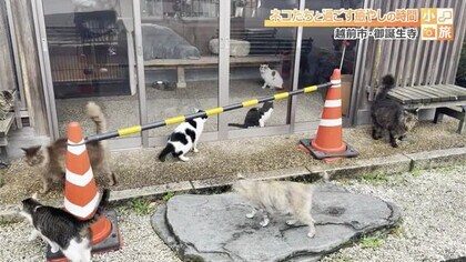 気まぐれなネコたちと過ごす癒やしの時間　SNSで注目“ネコ寺”として知られる「御誕生寺」でほっと一息【福井・越前市】　