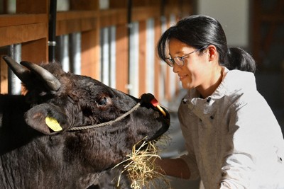 世界農業遺産　兵庫県美方地区の但馬牛