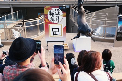 巳の字、華麗な筆さばき　アシカのゴエモンが披露　茨城・大洗水族館