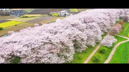 【絶景】1kmにわたる“千本の桜”　咲き誇る桜を陰で支える人の姿“土手に育ててもらった恩返し”　埼玉・久喜市「権現堂堤」