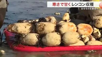 伊豆沼レンコンの収獲最盛期に 寒さで甘味が増すおせちの定番食材〈宮城・栗原市〉