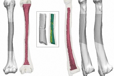 人類最古「牛川人骨」実は…　発見60年超、やっと特定された正体