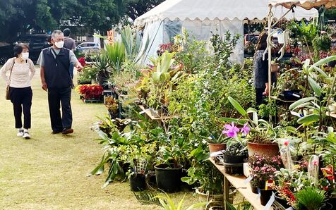 色鮮やかな草花求めて　沖縄市でグリーンフェスタ、あす15日まで　「これが年内最後」