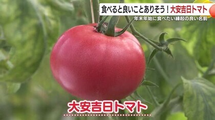 ”大安吉日トマト”　　年末年始に食べたい縁起の良い名前　収穫のポイントは？　鹿児島・さつま町