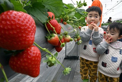 銀世界の中、一足早くイチゴ狩り　山形で開園式、子供たちもほおばる