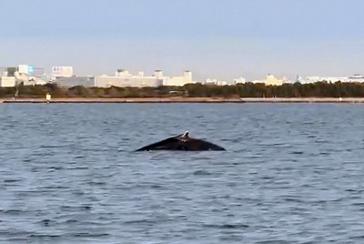 ディズニーリゾート沖にクジラ　体長10m、潮吹き潜る　漁業者撮影