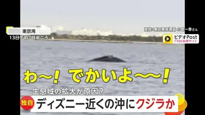 【独自】「でかいな」ディズニーシー近くの東京湾にザトウクジラ現れる…“捕鯨禁止”で個体数増え生息域拡大か